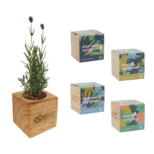Sprigbox Plant Grow Kit including wood box planter, plant, and custom multi-colored branded packaging box