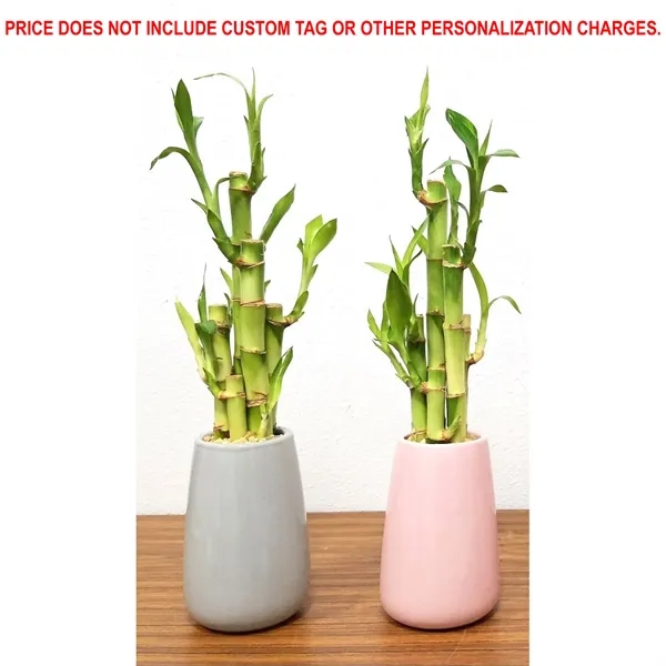 Flute Vase With 5 Lucky Bamboo Stalks