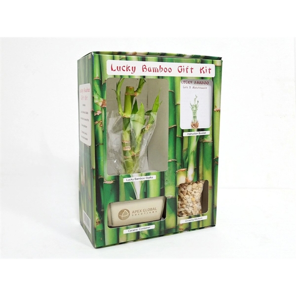 Lucky Bamboo Gift Kit