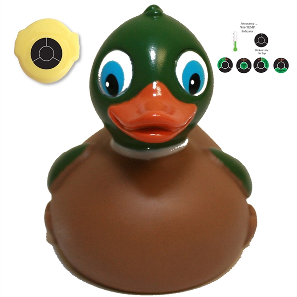 Mallard Duck