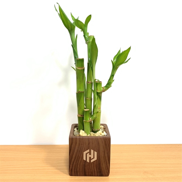 3" x 3" Woodgrain Square Vase with 5 Lucky Bamboo Stalks