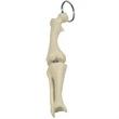 Knee Joint Keyring