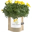 Garden-in-a-bag Marigold