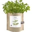 Garden-in-a-bag Mint