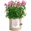 Garden-in-a-bag Snapdragon