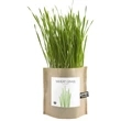 Garden-in-a-bag Wheatgrass