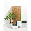Money Tree Plant Kit