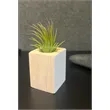 Air Plant with Wood Block Holder