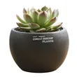 Mini Desktop Succulent Plant Flowerpot
