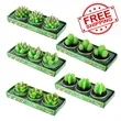 Succulent plants Candles Kit