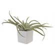 Large Air Plant in Ceramic Cube Container