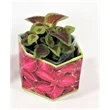 Coleus Red Velvet Sun SeedGems Paper Planter